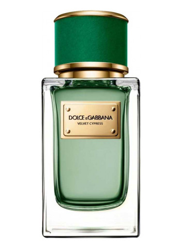 D&G Velvet Cypress