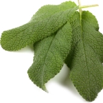 мускатный шалфей