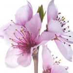 персиковый цвет