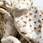 корень ириса