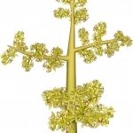 цветок манго