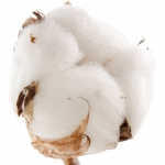 цветок хлопка