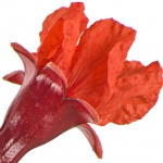 цветок граната