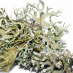 дубовый мох