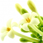 цветок папайи