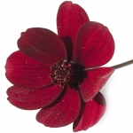 шоколадный цветок