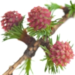 лиственница