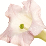 белый табак