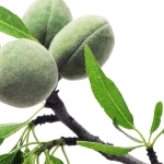 дерево миндаля