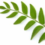 дерево карри